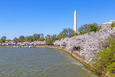 View of the Washington Monument and cherry blossom trees, Washington D.C., United States of America, North America