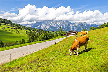 Panoramic view of grazing cattle, mountains and meadows near Untertal, Schladming, Styria, Austrian Tyrol, Austria, Europe