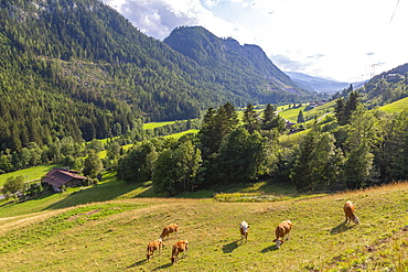 View of mountains and cattle near Schladming, Schladming, Styria, Austrian Tyrol, Austria, Europe