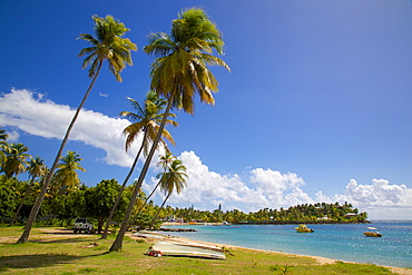 Palm trees and beach, Morris Bay, St. Mary, Antigua, Leeward Islands, West Indies, Caribbean, Central America