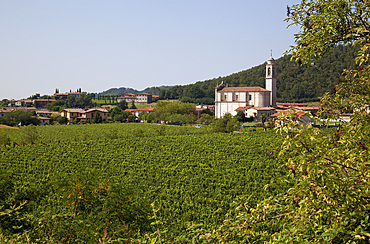 Village church and vineyard near Parma, Emilia Romagna, Italy, Europe