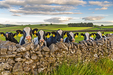 View of cows, clouds and countryside near Litton, Peak District National Park, Derbyshire, England, United Kingdom, Europe