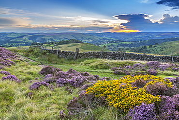 View of flowering heather on Stanage Edge and Hope Valley at sunset, Hathersage, Peak District National Park, Derbyshire, England, United Kingdom, Europe