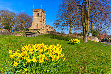 View of daffodils and St. Leonard's Church, Scarcliffe near Chesterfield, Derbyshire, England, United Kingdom, Europe