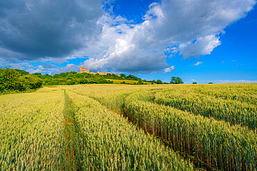 View of Bolsover Castle from unrippened corn field, Bolsover, Derbyshire, England, United Kingdom, Europe