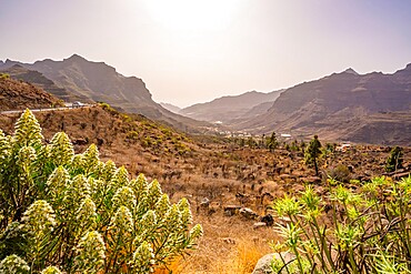 View of road and flora in mountainous landscape near Tasarte, Gran Canaria, Canary Islands, Spain, Atlantic, Europe