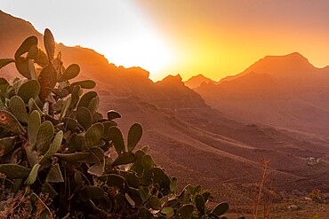 View of flora in mountainous landscape during golden hour near Tasarte, Gran Canaria, Canary Islands, Spain, Atlantic, Europe