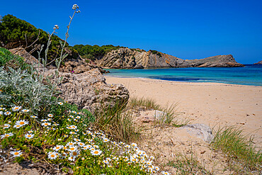 View of beach and spring flowers in Arenal d'en Castell, Es Mercadal, Menorca, Balearic Islands, Spain, Mediterranean, Europe