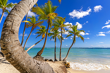 View of palm trees and sea at Bavaro Beach, Punta Cana, Dominican Republic, West Indies, Caribbean, Central America