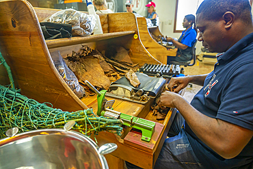 View of cigar making in factory near Santo Domingo, Dominican Republic, West Indies, Caribbean, Central America