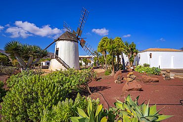 View of traditional windmill, Museum (Museo) del Queso Majorero, Antigua, Fuerteventura, Canary Islands, Spain, Atlantic, Europe