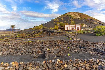 View of volcanic landscape and vineyards near La Geria, La Geria, Lanzarote, Las Palmas, Canary Islands, Spain, Atlantic, Europe