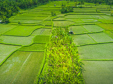 Aerial view of Kajeng Rice Field, Gianyar Regency, Bali, Indonesia, South East Asia, Asia