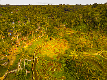 Aerial view of Tegallalang Rice Terrace, UNESCO World Heritage Site, Tegallalang, Kabupaten Gianyar, Bali, Indonesia, South East Asia, Asia