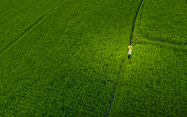 Aerial view rice field worker near Ubud, Ubud, Bali, Indonesia, South East Asia, Asia