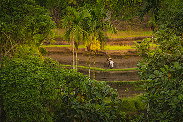 View of rice field workers in Tegallalang Rice Terrace, UNESCO World Heritage Site, Tegallalang, Kabupaten Gianyar, Bali, Indonesia, South East Asia, Asia