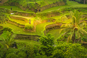 View of Tegallalang Rice Terrace, UNESCO World Heritage Site, Tegallalang, Kabupaten Gianyar, Bali, Indonesia, South East Asia, Asia