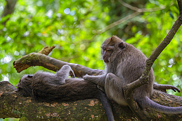 Long tailed Macaque monkeys in Sacred Monkey Forest Sanctuary, Ubud, Kecamatan Ubud, Kabupaten Gianyar, Bali, Indonesia, South East Asia, Asia