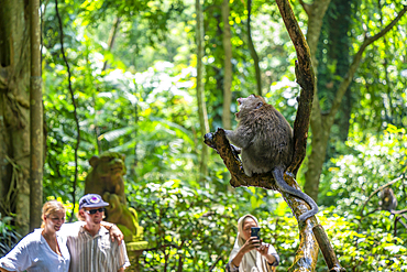 Tourists with long tailed Macaque monkey in Sacred Monkey Forest Sanctuary, Ubud, Kecamatan Ubud, Kabupaten Gianyar, Bali, Indonesia, South East Asia, Asia