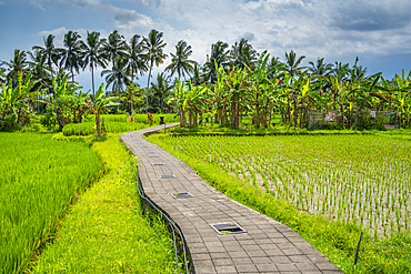 View of rice fields near Ubud, Ubud, Kabupaten Gianyar, Bali, Indonesia, South East Asia, Asia