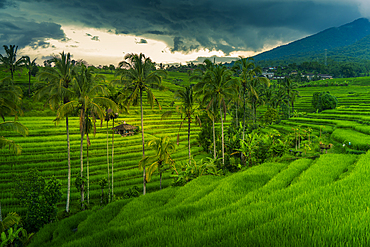 View of Sidemen Rice Terrace, Sidemen, Kabupaten Karangasem, Bali, Indonesia, South East Asia, Asia