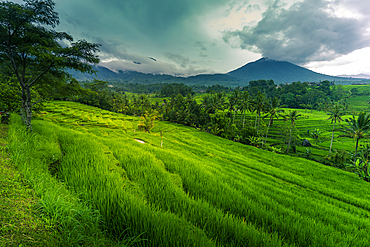 View of Sidemen Rice Terrace, Sidemen, Kabupaten Karangasem, Bali, Indonesia, South East Asia, Asia