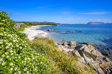 View of Spiaggia Cala d'Ambra beach and Isola di Tavolara in the background, San Teodoro, Sardinia, Italy, Mediterranean, Europe