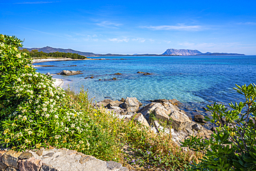 View of Spiaggia Cala d'Ambra beach and Isola di Tavolara in the background, San Teodoro, Sardinia, Italy, Mediterranean, Europe