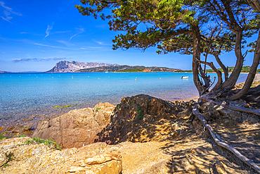 View of Capo Coda Cavallo beach and Isola di Tavolara in background, Sardinia, Italy, Mediterranean, Europe