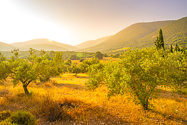 View of olive groves near Poulata, Kefalonia, Ionian Islands, Greek Islands, Greece, Europe