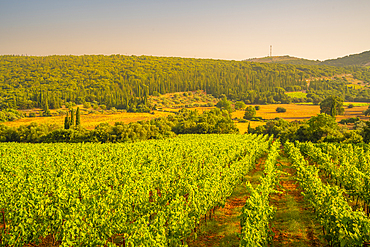 View of vineyards near Poulata, Kefalonia, Ionian Islands, Greek Islands, Greece, Europe