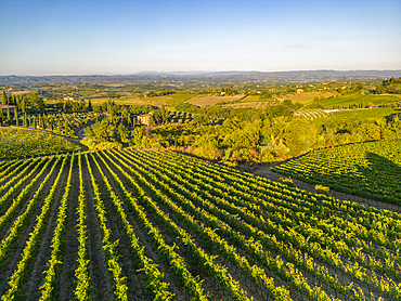 Elevated view of vineyards near San Gimignano at sunrise, San Gimignano, Tuscany, Italy, Europe