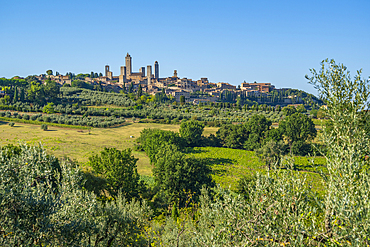 View of olive trees and landscape with San Gimignano in background, San Gimignano, Province of Siena, Tuscany, Italy, Europe