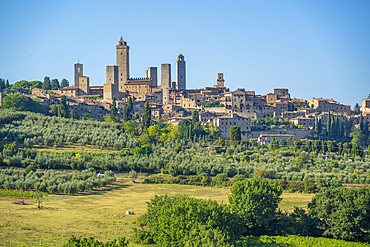 View of olive trees and landscape around San Gimignano, San Gimignano, Province of Siena, Tuscany, Italy, Europe