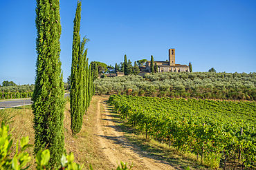 View of Convento di Monte Oliveto Minore and vinyard, San Gimignano, Province of Siena, Tuscany, Italy, Europe