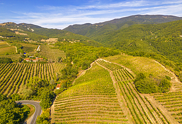 Elevated view of vineyards near Borello, Emilia Romagna, Italy, Europe