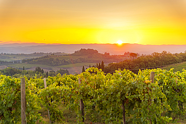 View of vineyards and landscape at sunrise near San Gimignano, San Gimignano, Province of Siena, Tuscany, Italy, Europe