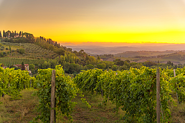 View of vineyards and landscape at sunrise near San Gimignano, San Gimignano, Province of Siena, Tuscany, Italy, Europe