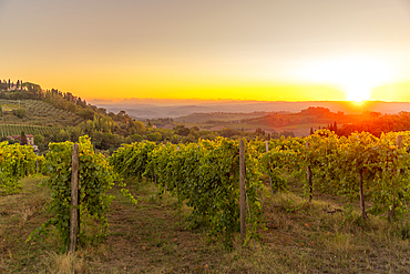 View of vineyards and landscape at sunrise near San Gimignano, San Gimignano, Province of Siena, Tuscany, Italy, Europe