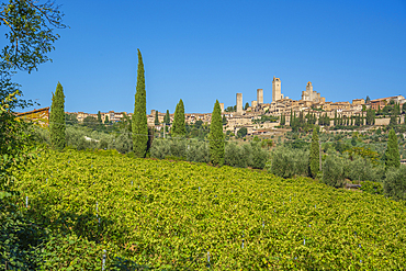 View of vineyards and San Gimignano, San Gimignano, Province of Siena, Tuscany, Italy, Europe