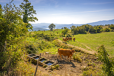 View of cattle and countryside near Viamaggio, Province of Arezzo, Tuscany, Italy, Europe