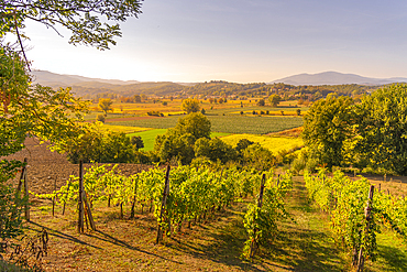 View of vineyard and countryside near Monterchi, Province of Arezzo, Tuscany, Italy, Europe