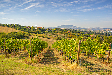 View of vineyard near Torraccia and San Marino in background, San Marino, Italy, Europe