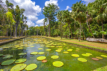 View of Giant Lilies Pond in Sir Seewoosagur Ramgoolam Botanical Garden, Mauritius, Indian Ocean, Africa