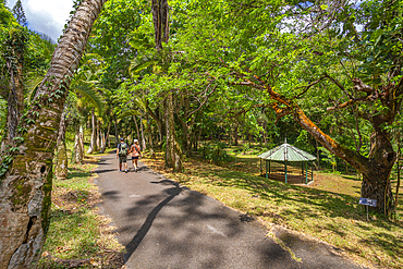 View of Sir Seewoosagur Ramgoolam Botanical Garden, Mauritius, Indian Ocean, Africa