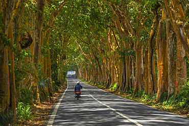 View of tree lined road near Sir Seewoosagur Ramgoolam Botanical Garden, Mauritius, Indian Ocean, Africa