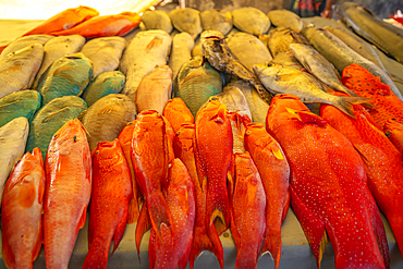 View of day's catch on fish stall in Grand Bay at golden hour, Mauritius, Indian Ocean, Africa