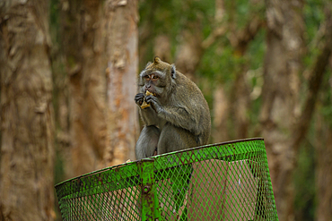 View of Mauritius Cynomolgus Monkey (Crab-eating Macaque), Savanne District, Mauritius, Indian Ocean, Africa