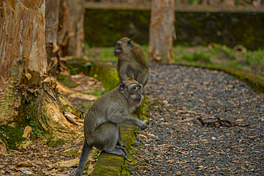 View of Mauritius Cynomolgus Monkey (Crab-eating Macaque), Savanne District, Mauritius, Indian Ocean, Africa