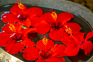 View of red hibisus flowers in hotel reception, Cap Malheureux, Mauritius, Indian Ocean, Africa